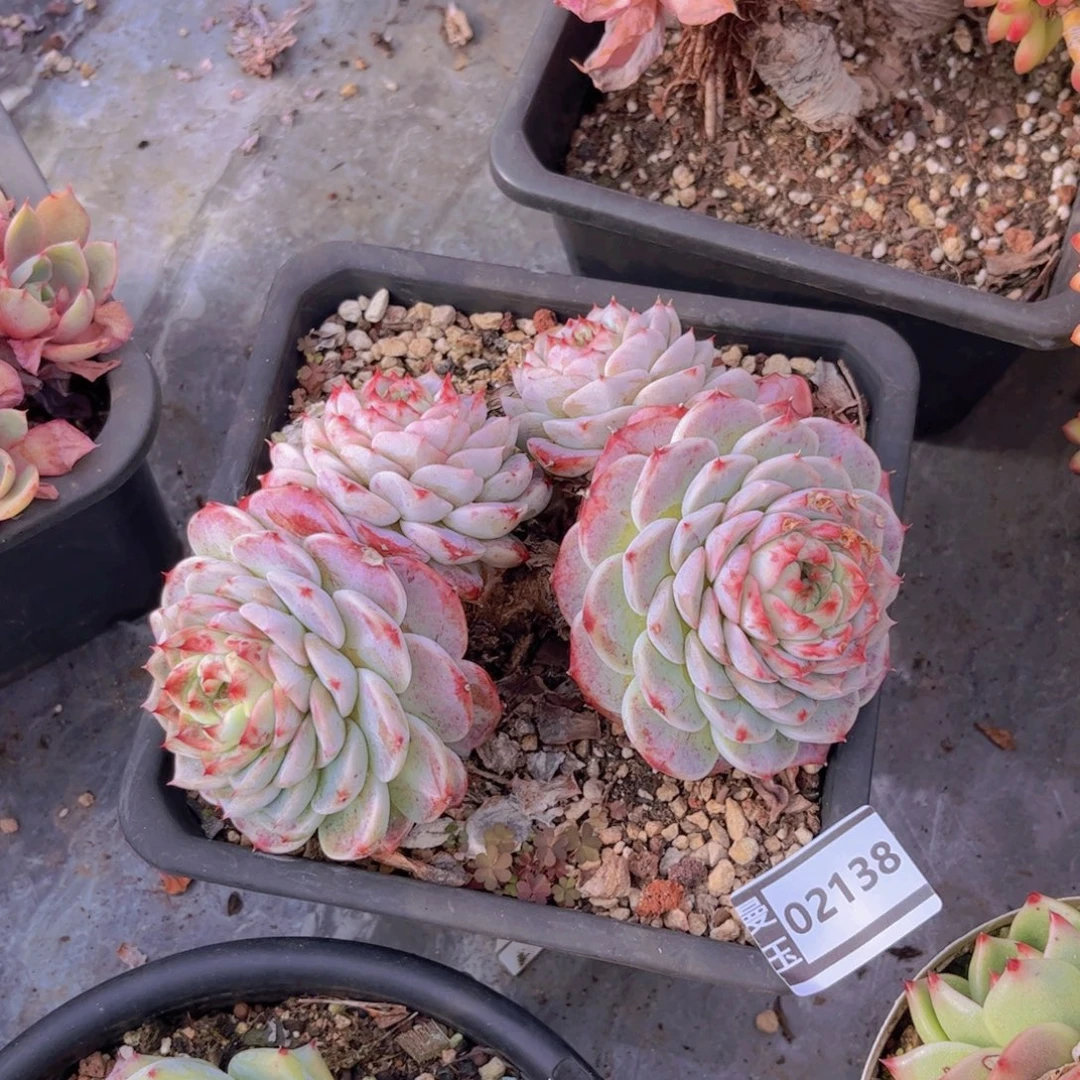 天鹅绒瑕疵多肉02138