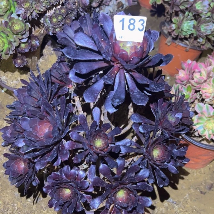 黑同多肉植物183