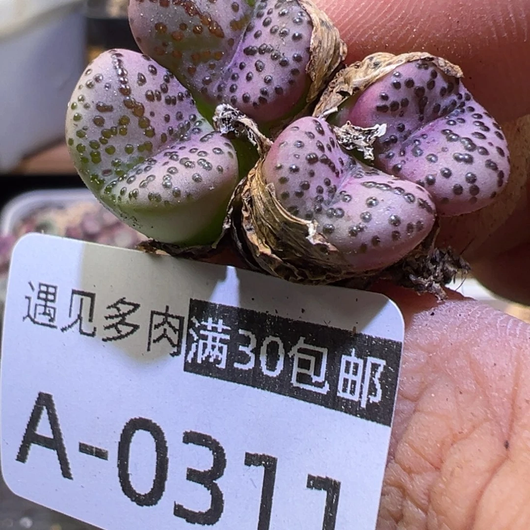 多肉植物111111111111111