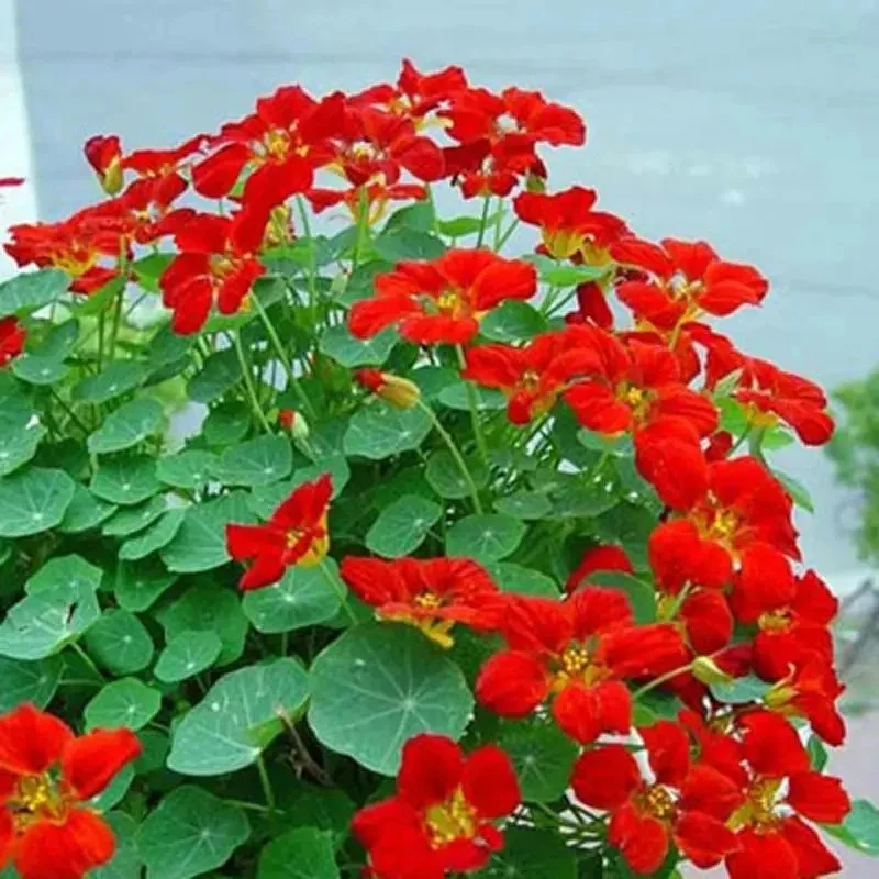 旱金莲种子花种籽子四季播种开花旱荷花籽爬藤盆栽花卉种子地栽