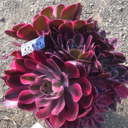 5.10-16皇后多肉植物