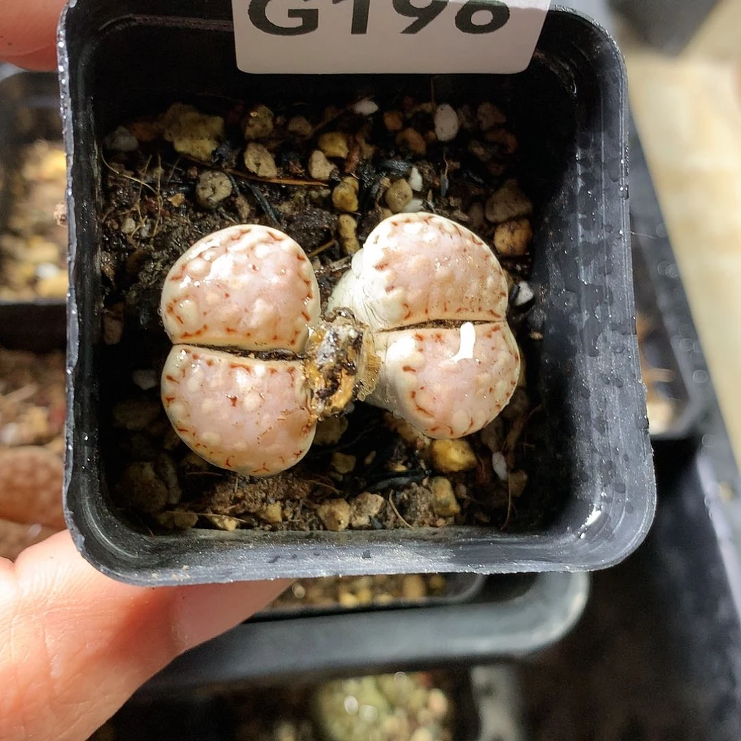 淡*G196多肉植物