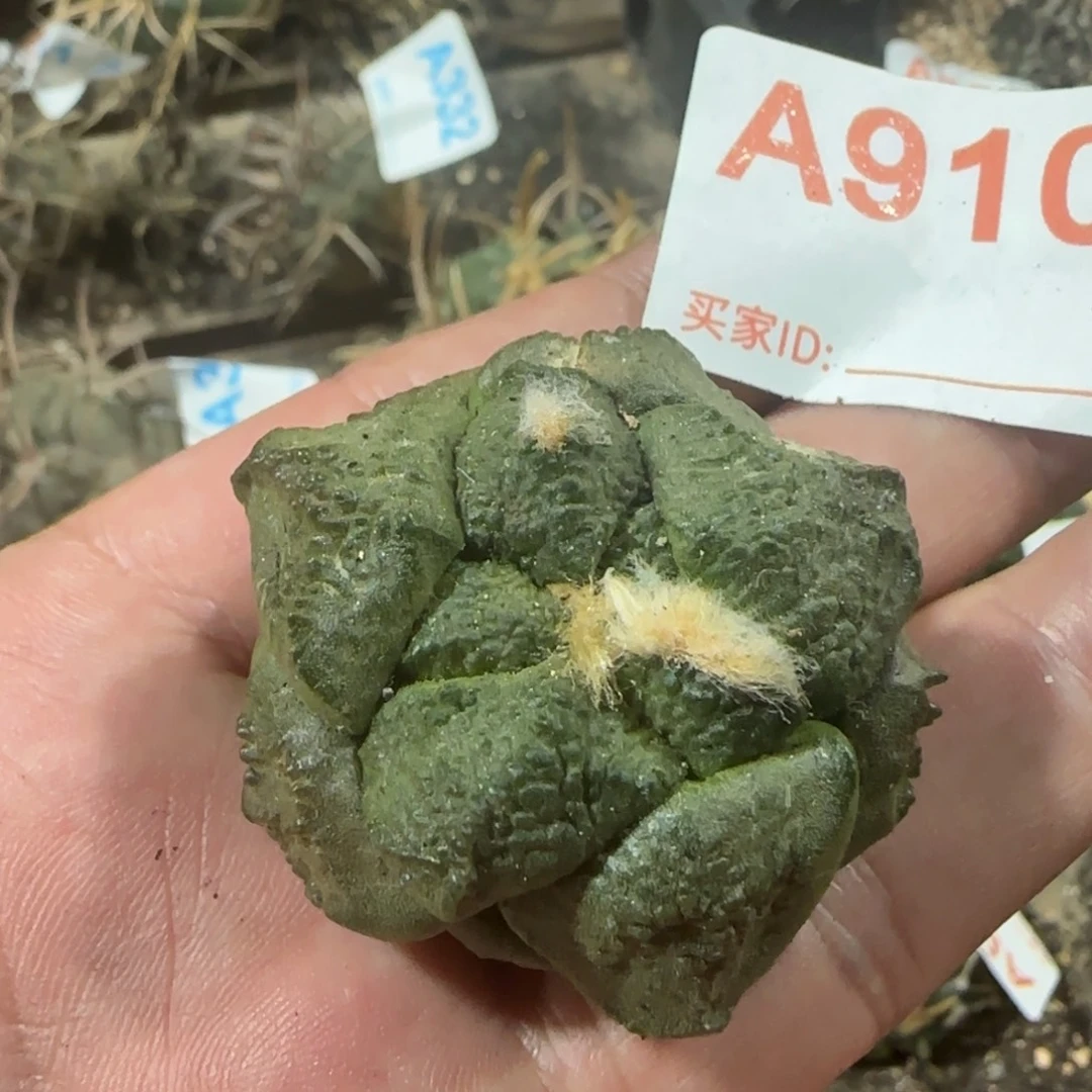 牡丹 自根仙人球910