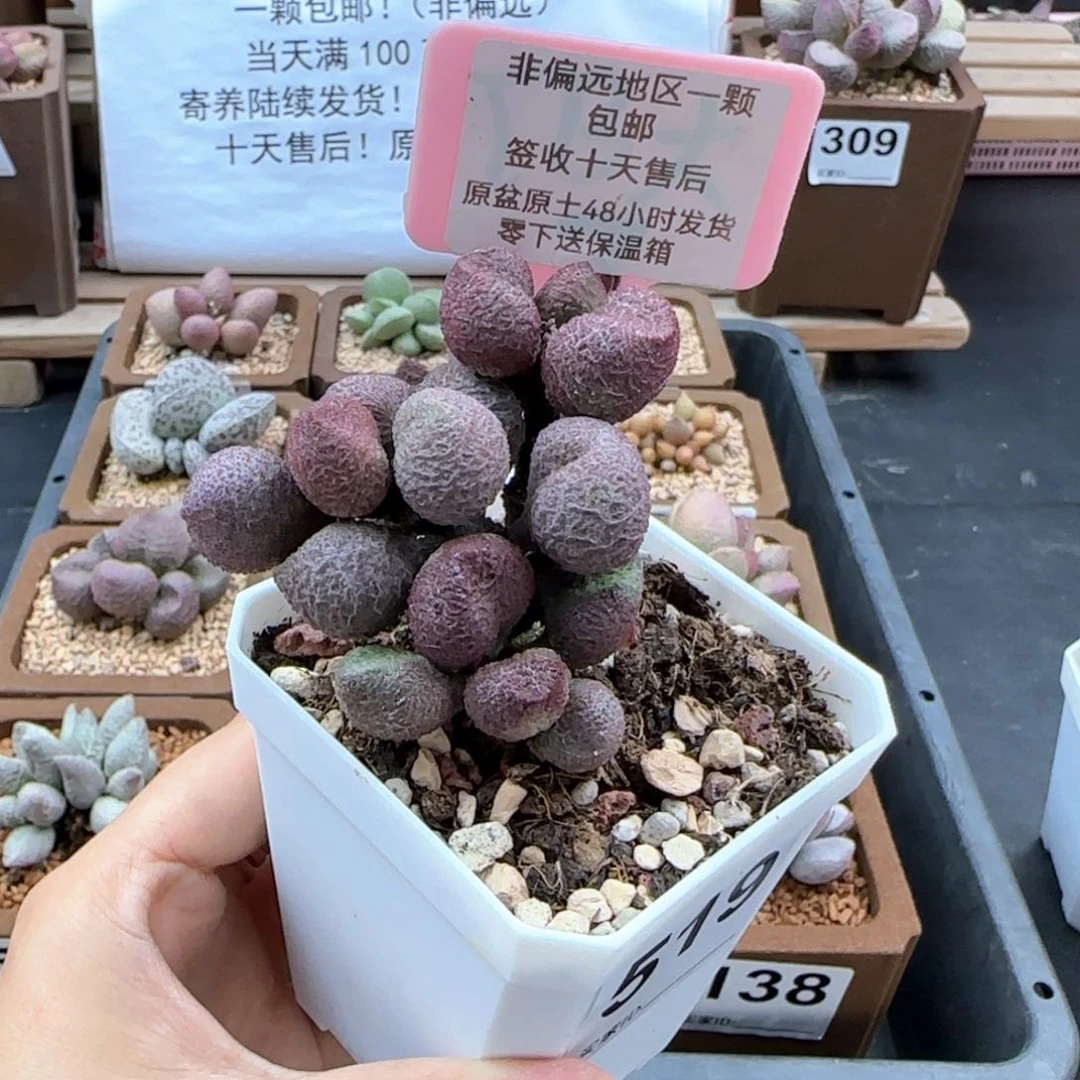 519水蜜桃多肉植物