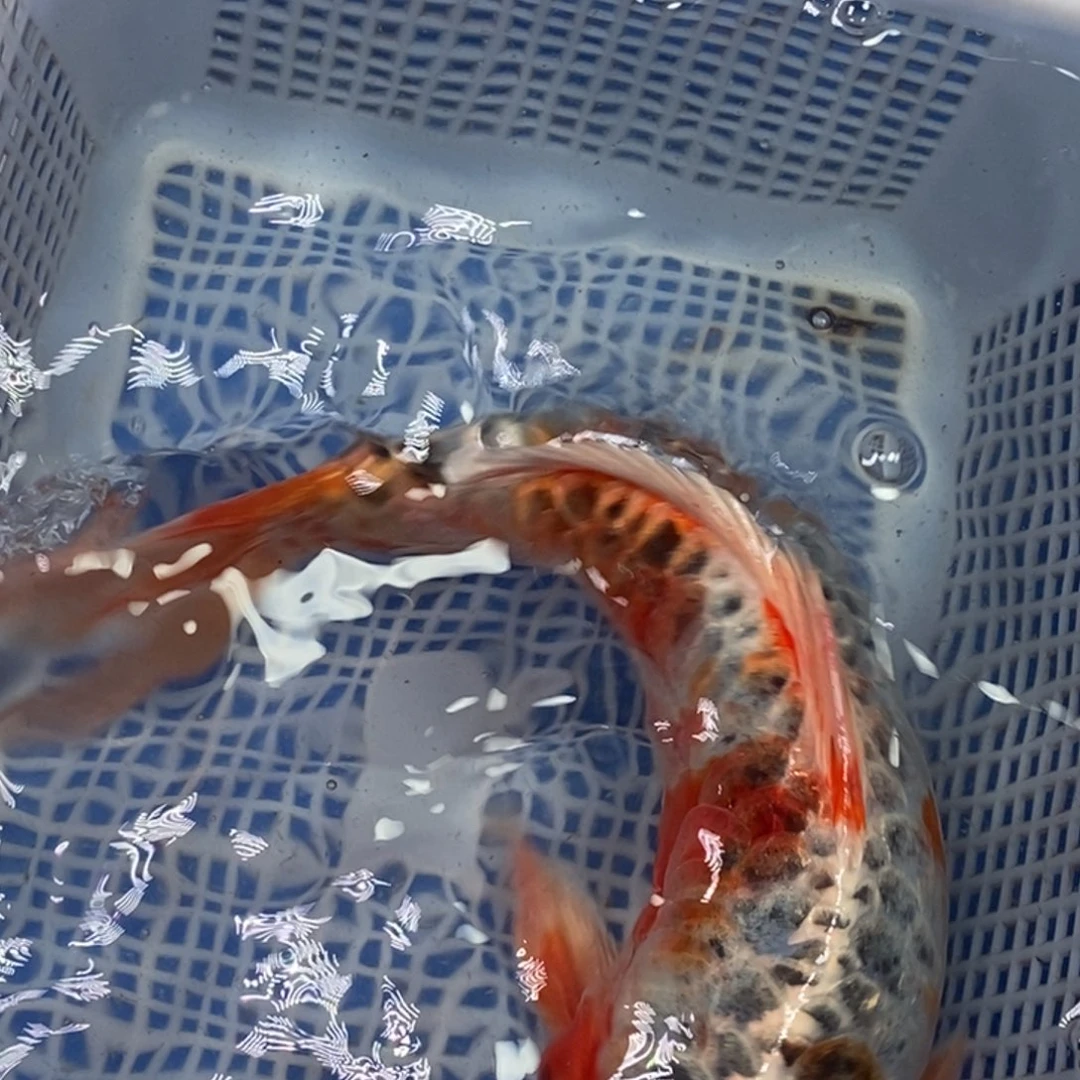 锦鲤冷水锦鲤包邮