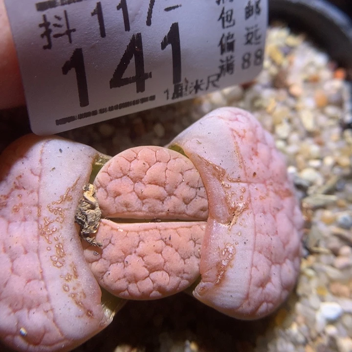 精品生石花117.141