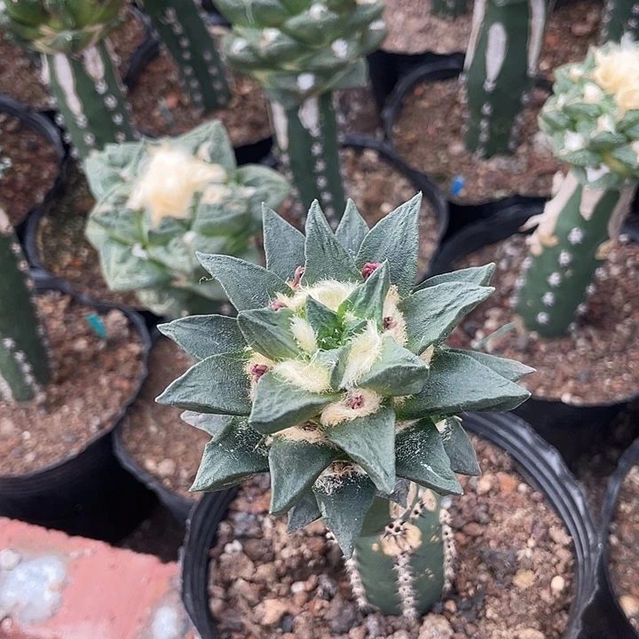 嫁接8cm龙角牡丹一物一拍