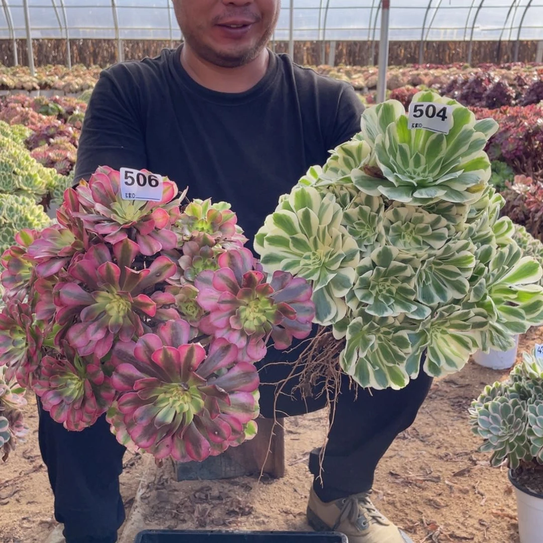 504，506两颗迈巴赫，月蝉多肉植物