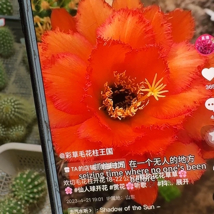 欢茄侧芽5公分毛花柱