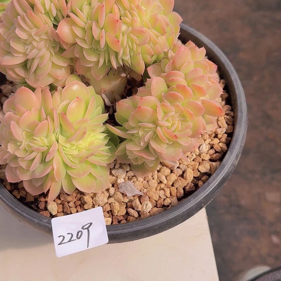 2209星那塔缀多肉植物