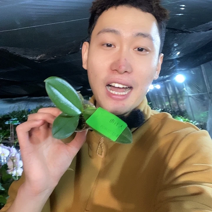 无花朵无毒娃娃蝴蝶兰