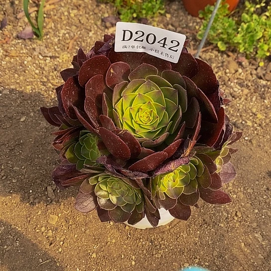 2042雨荷多肉法师锦