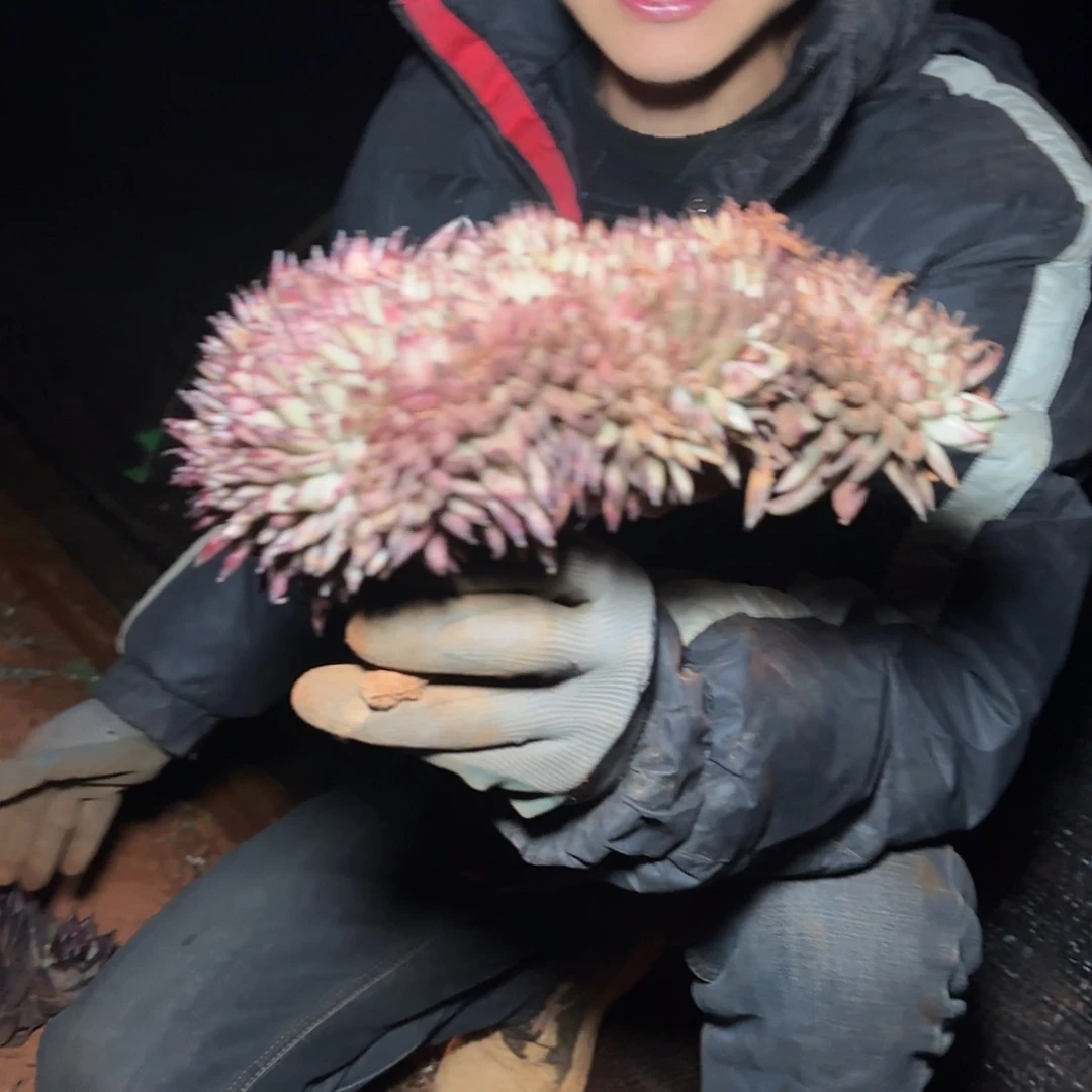 一物一拍乌木缀化多肉