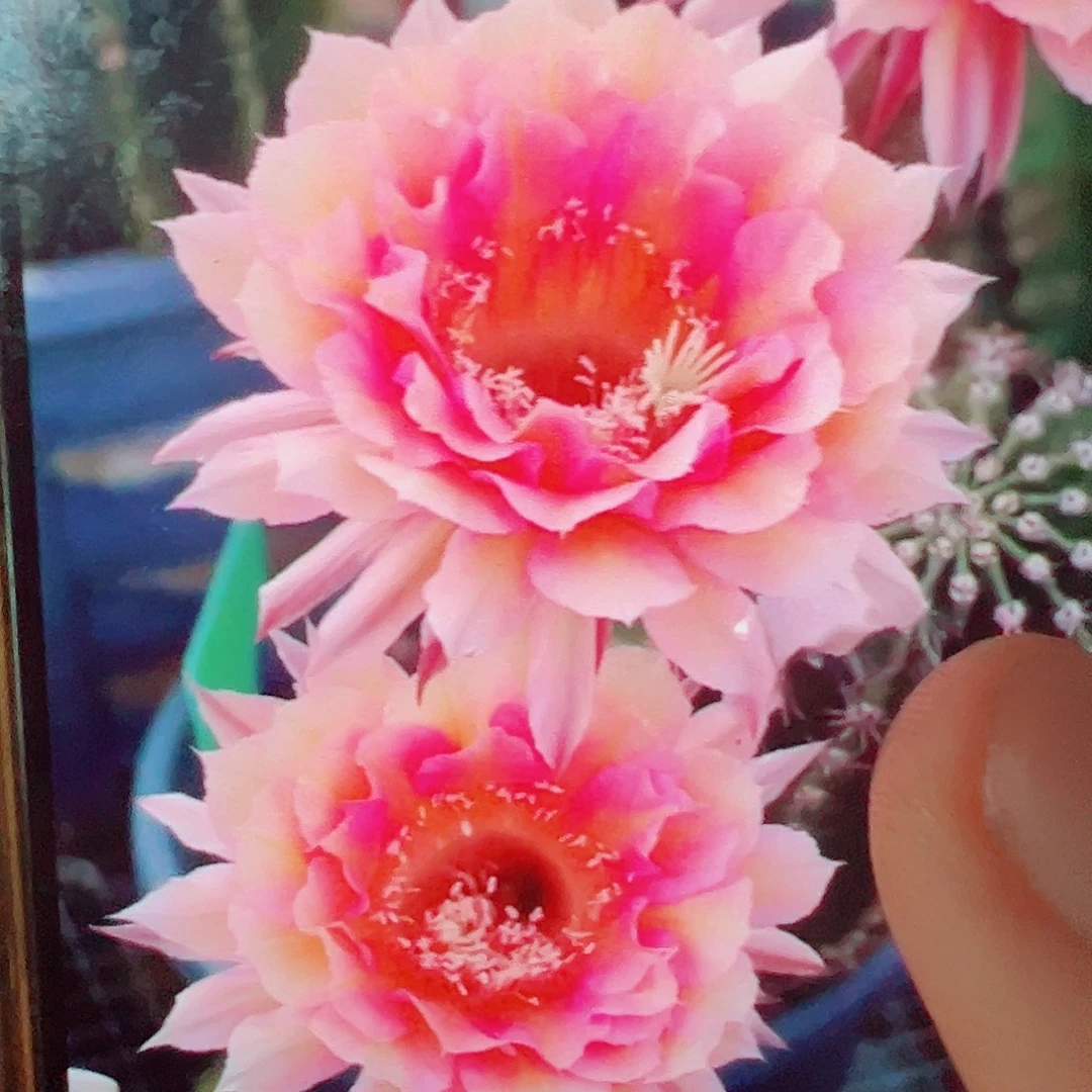 彩草 水仙侧芽 满20包邮