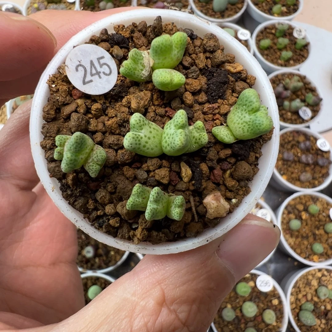 鹿角斑马三头一颗脱土2450000