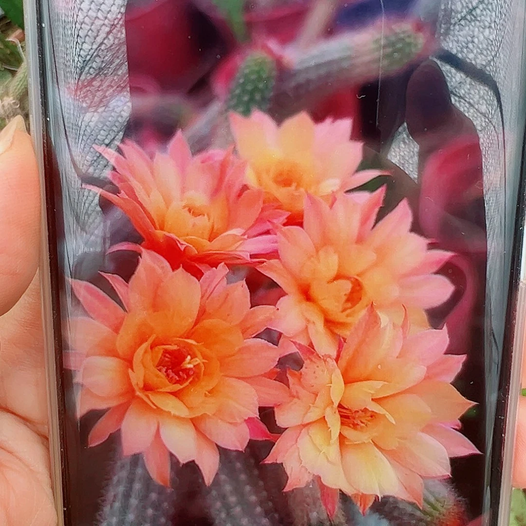 橙色垂钓金妞侧芽 20 包邮