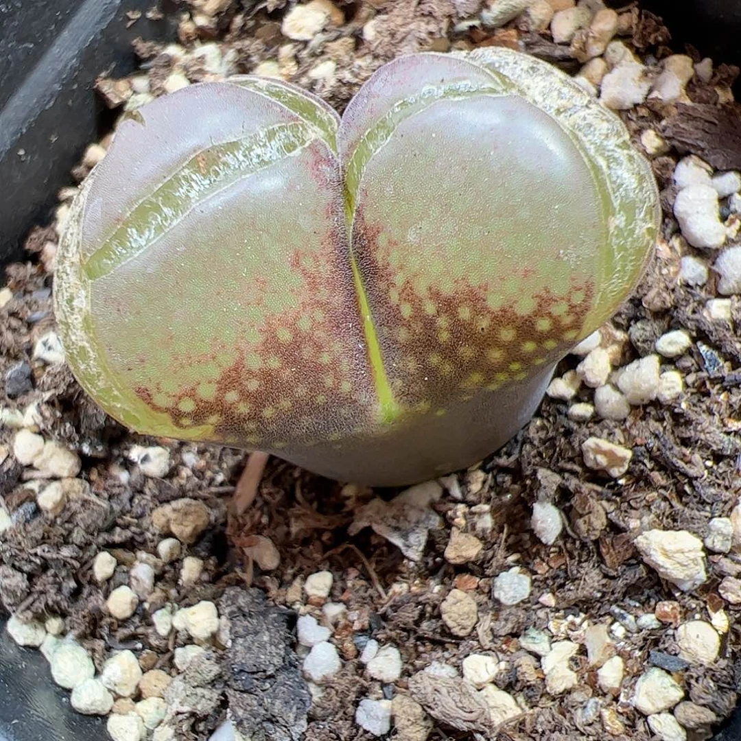 【闪购商品】214 风铃