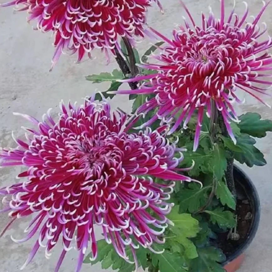 超大花丝菊【紫龙卧雪】3颗 九月菊花苗菊花盆栽四季开花