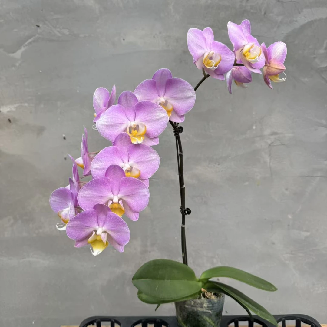 兰博花卉【彩霞】带花发货