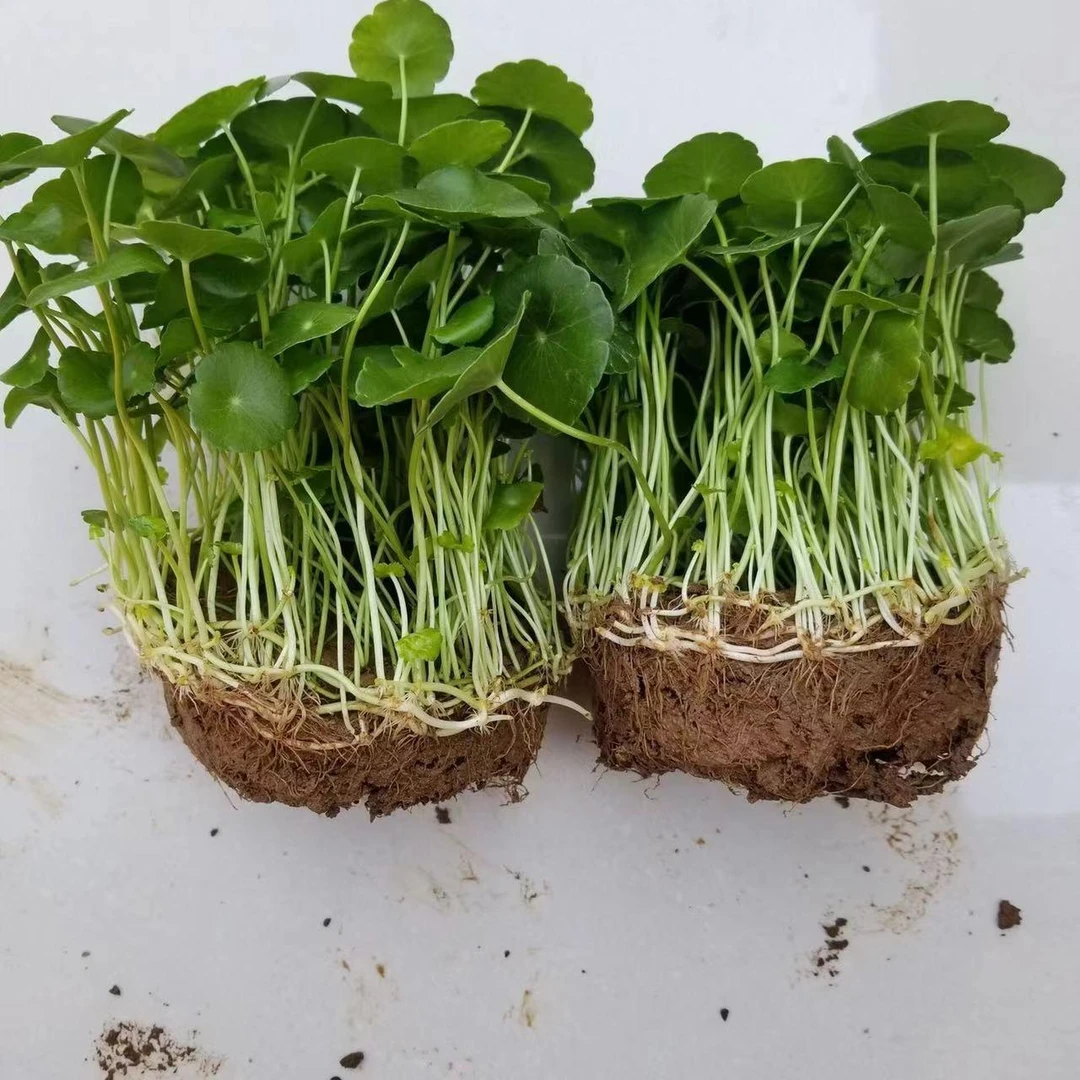 铜钱草招财水培植物办公室桌面盆栽金钱草花卉室内水养绿植吸甲醛
