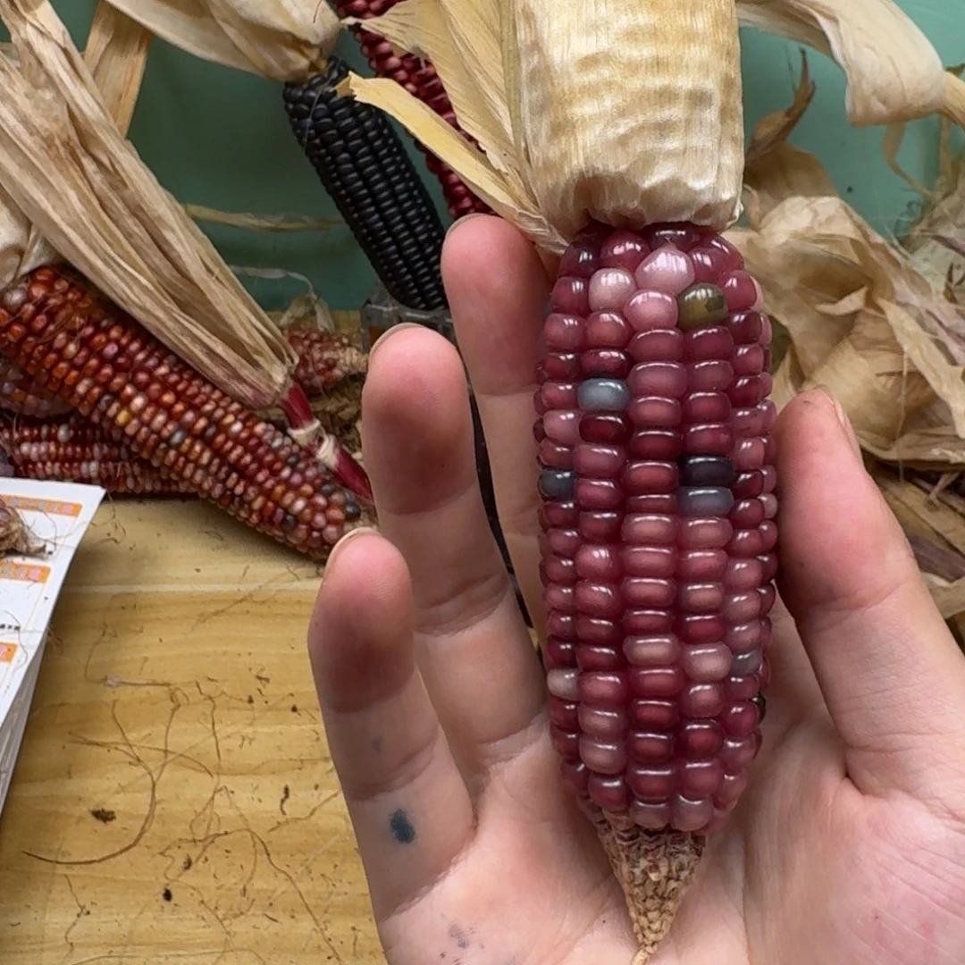 柚***檬柏香籽/百香籽吊坠