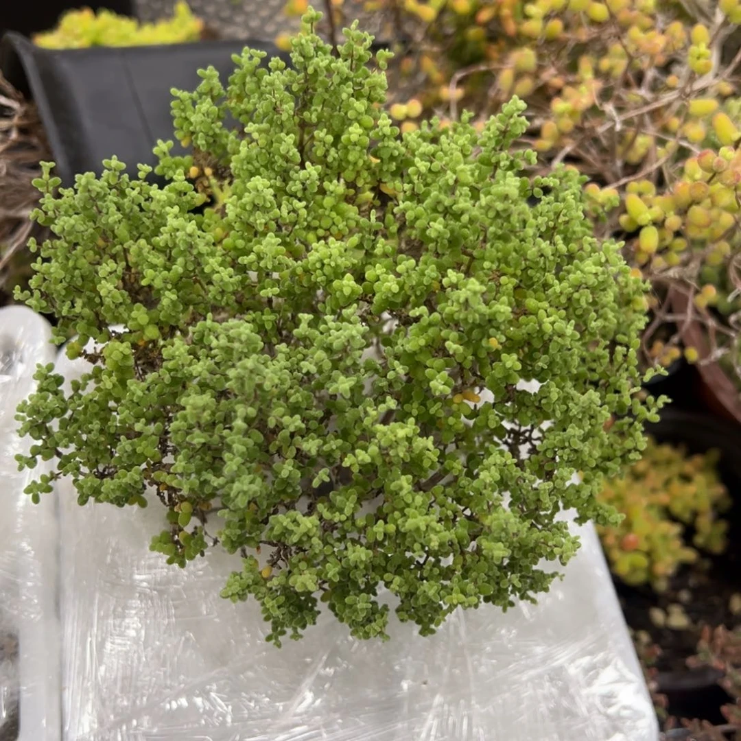 小小米150盆老桩福利