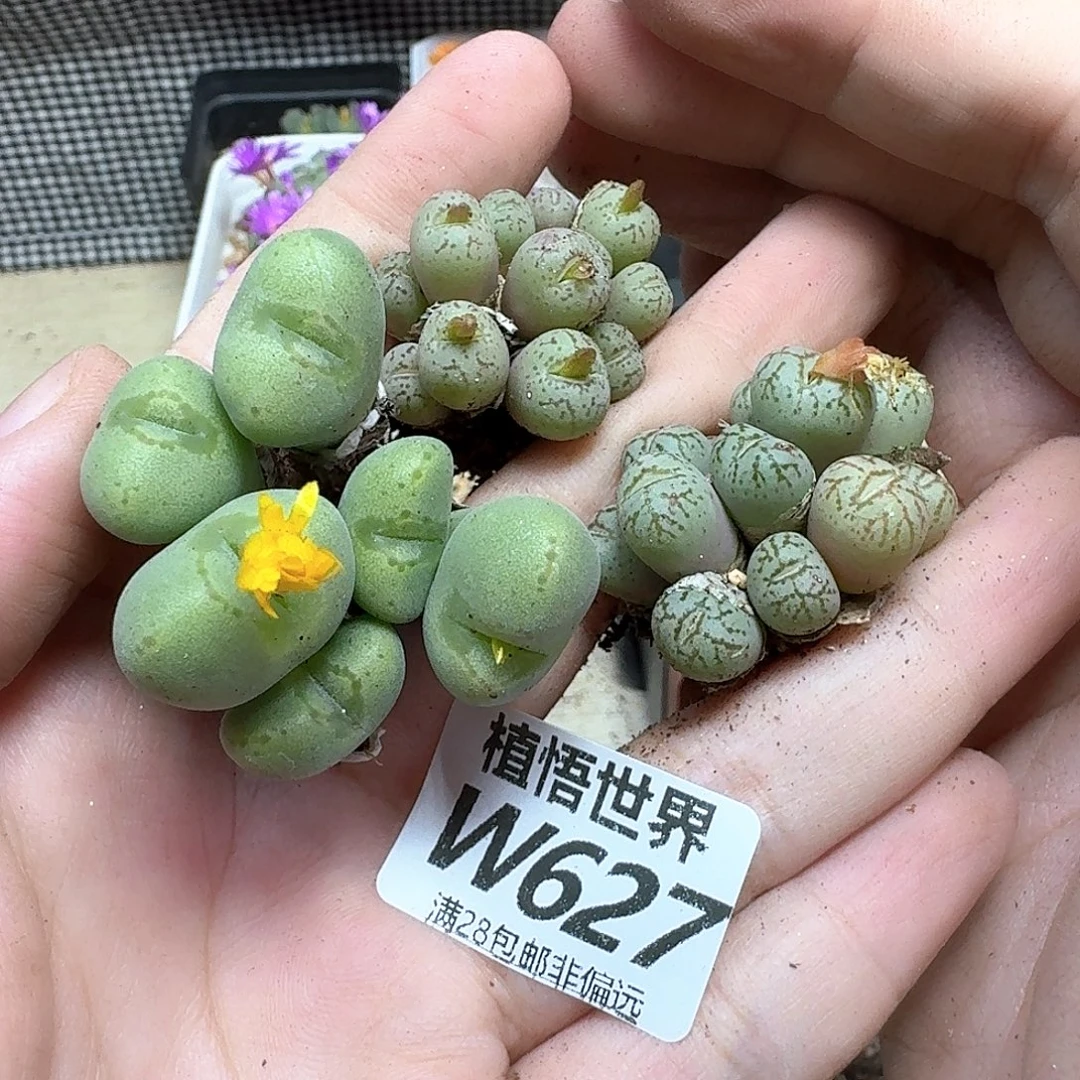 多肉植物的润泽efg