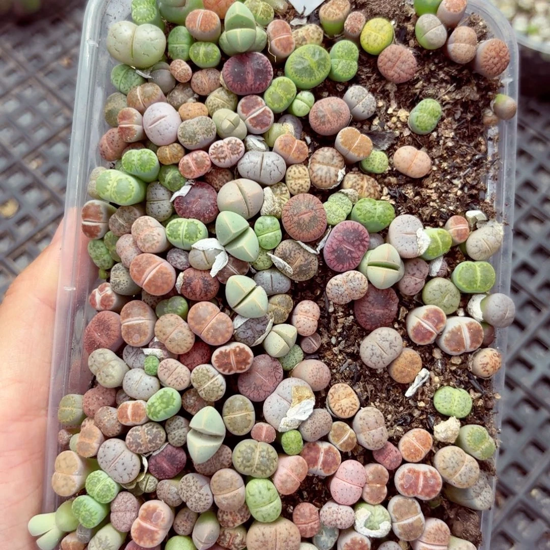 5767—生石花的 生石花
