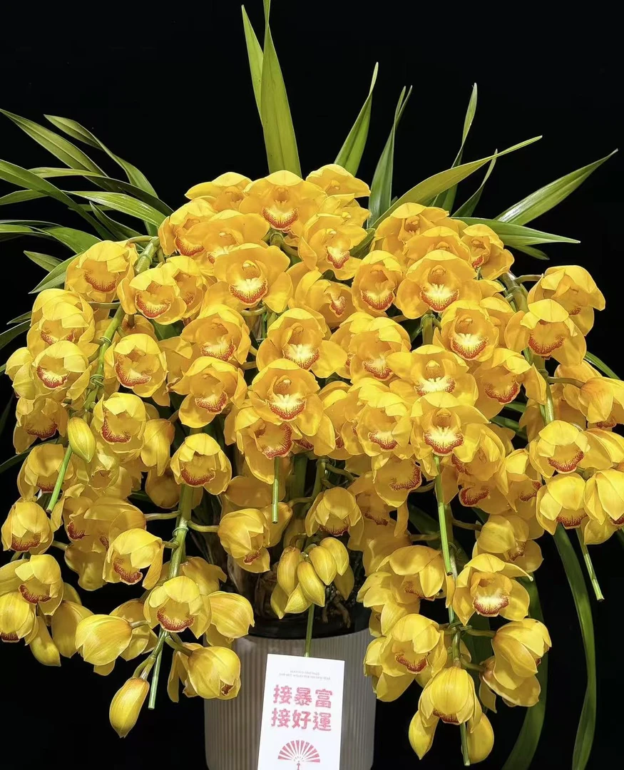 黄金岁月拱兰盆栽鲜花--一盆  实物以直播间展示为准