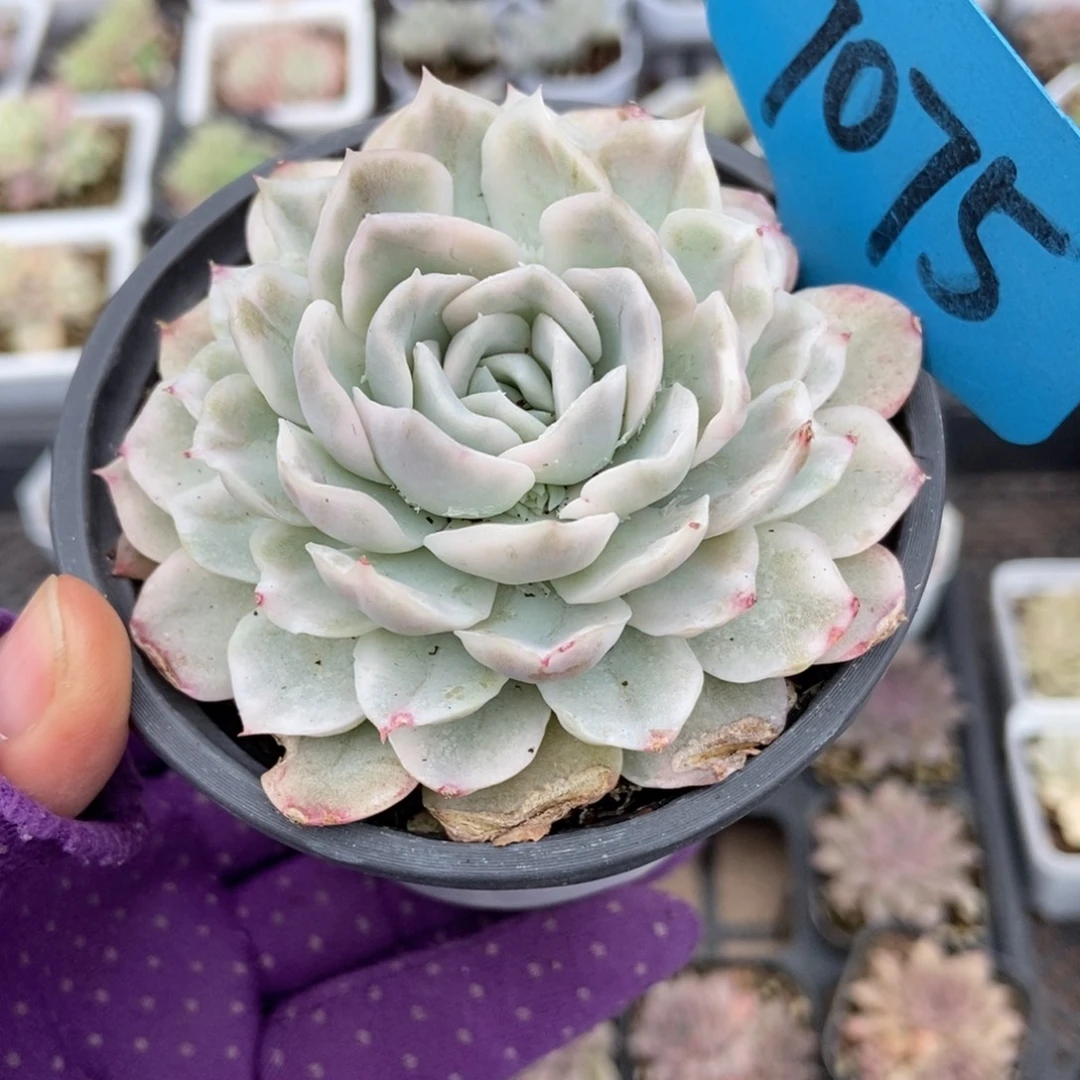 7075雪球锦多肉植物多肉