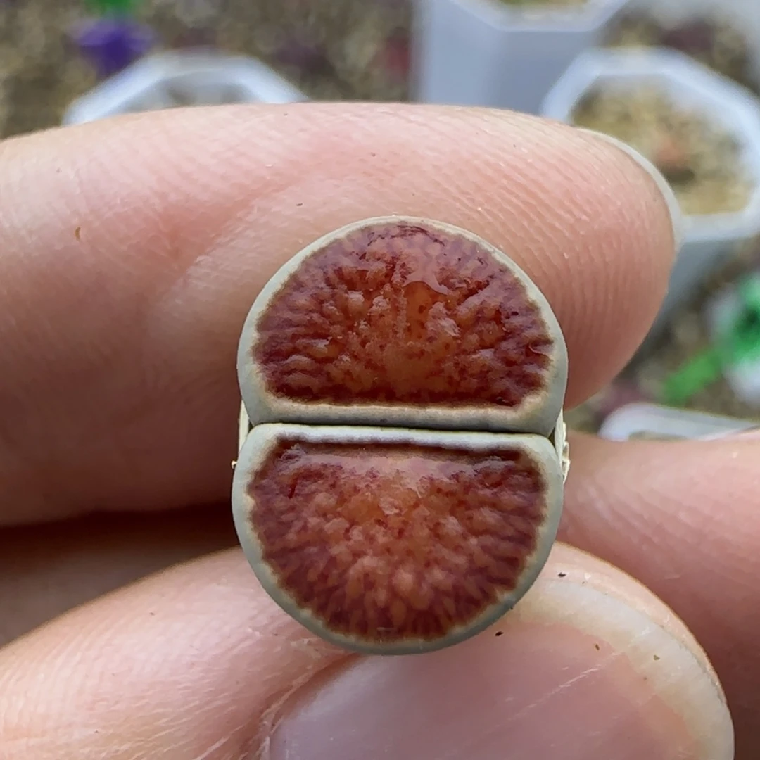 394 菊清框福利30包邮