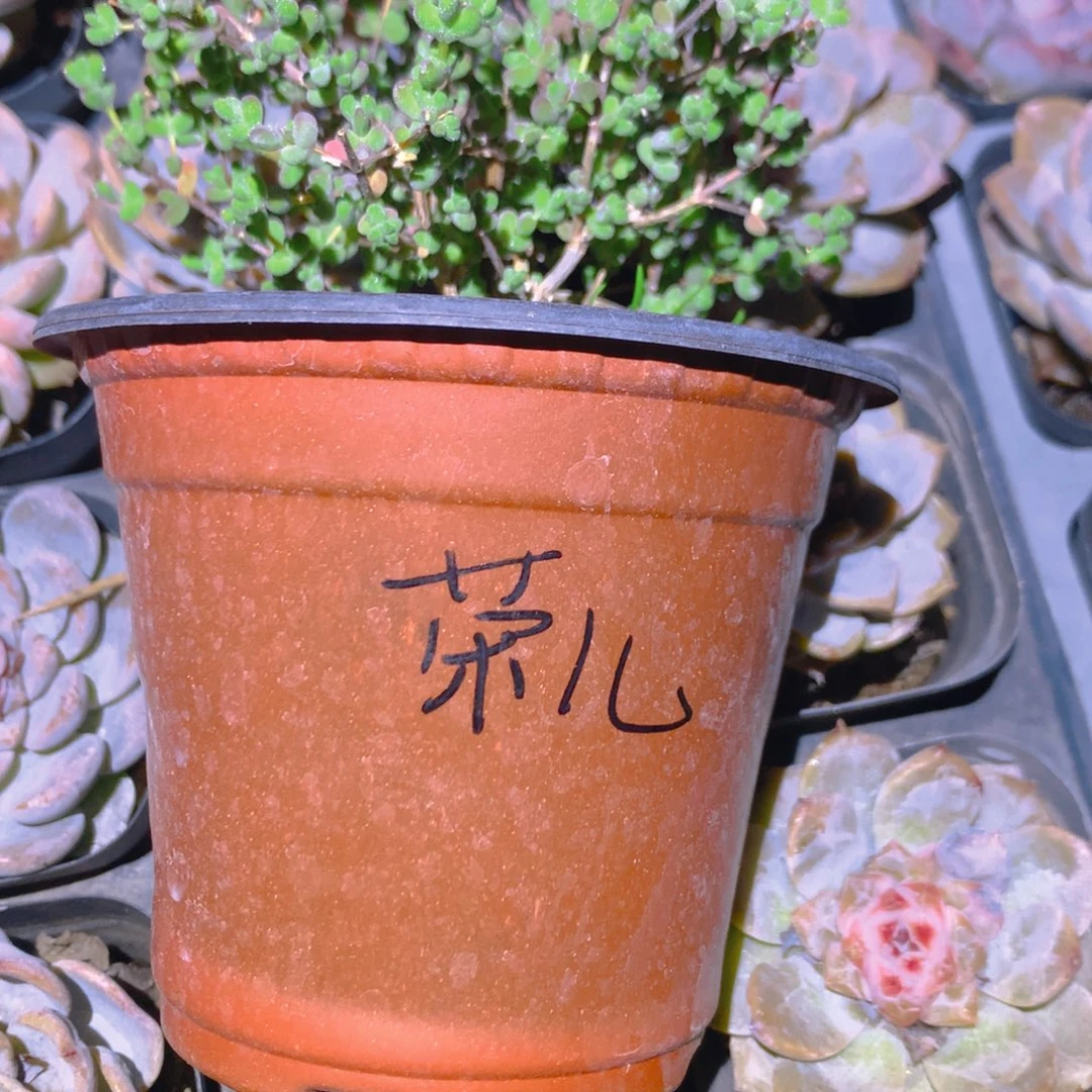 荣***儿枝干番杏莱斯大盆