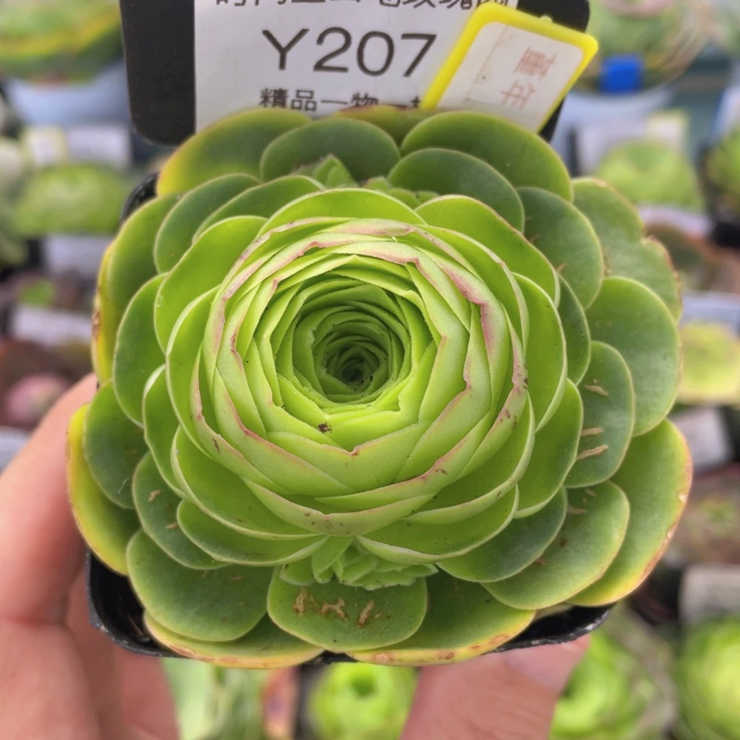 堇年新年福利207一物一拍