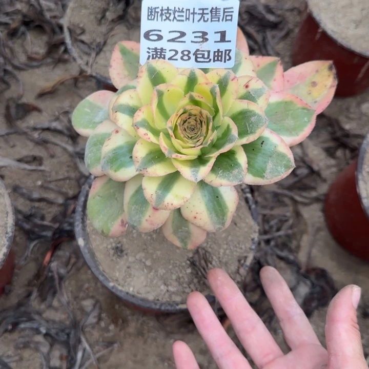 6231二号棚燕姿多肉C