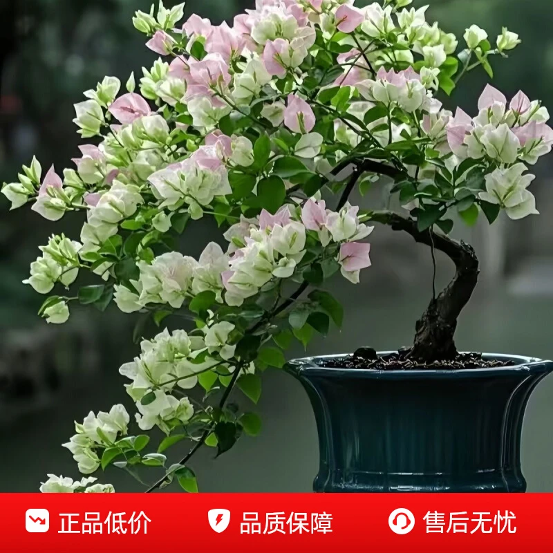 漳红樱绿樱三角梅盆栽盆景扦插苗绿植花卉爆花耐热寒易养活庭院