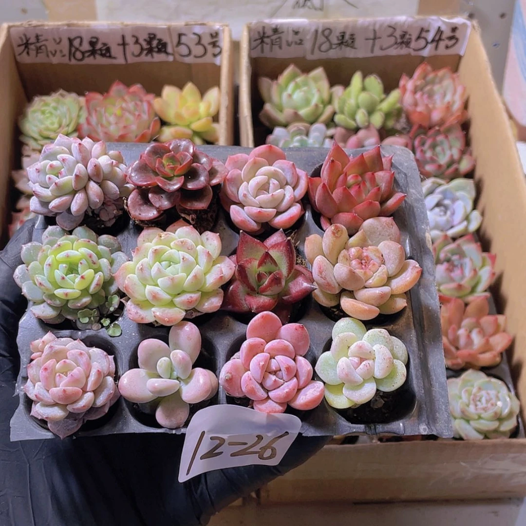 【闪购商品】12颗-26号约2-3厘米