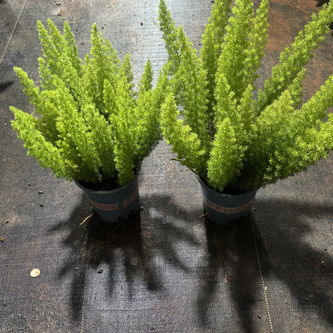 狐尾天门冬2加仑盆栽四季常青耐热耐寒适合室内外庭院种植