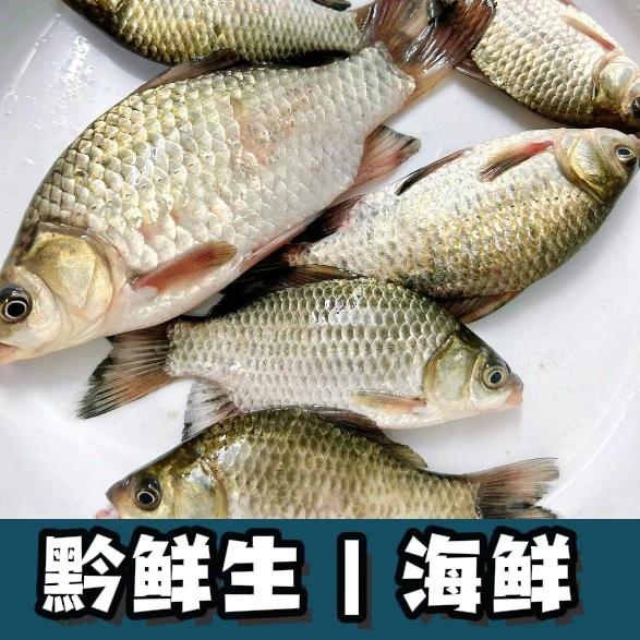 【淡水活鱼】鲫鱼500g鲫鱼同城送