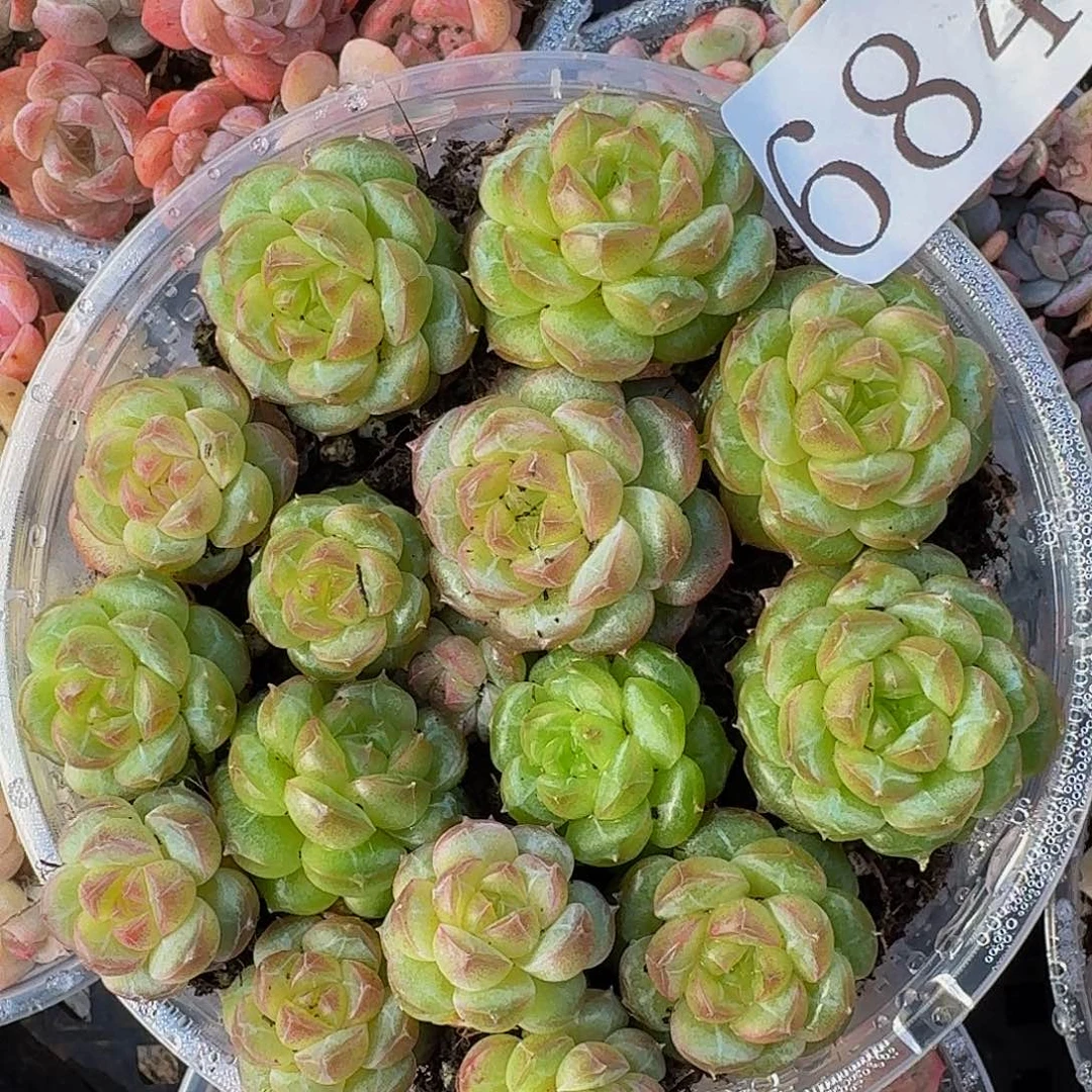 多肉植物多肉植物684