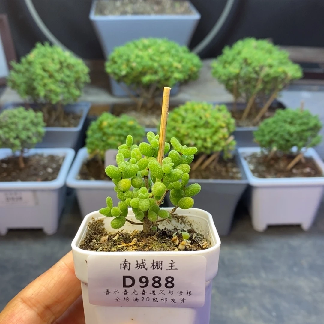 988金桔糖球枝干