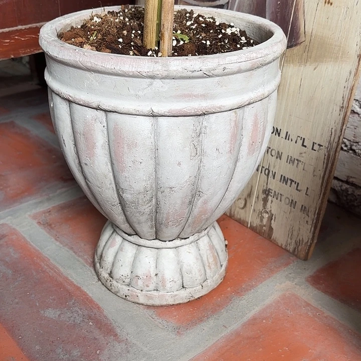 许纯的花房 清库存 南瓜奖杯