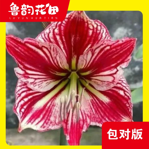 响尾蛇 朱顶红 包对版