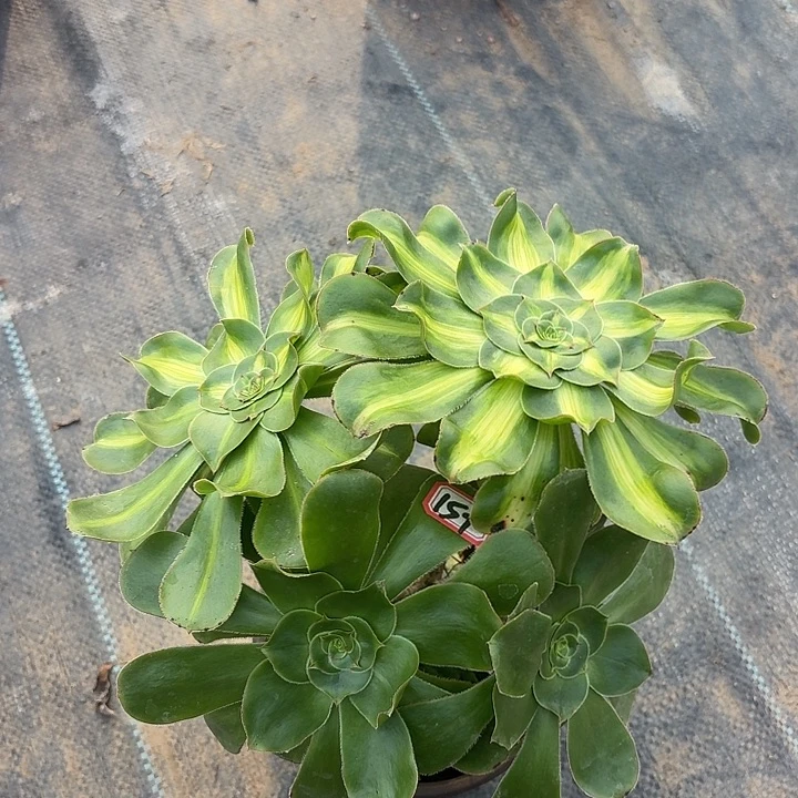 暴君丛林朵朵157多肉