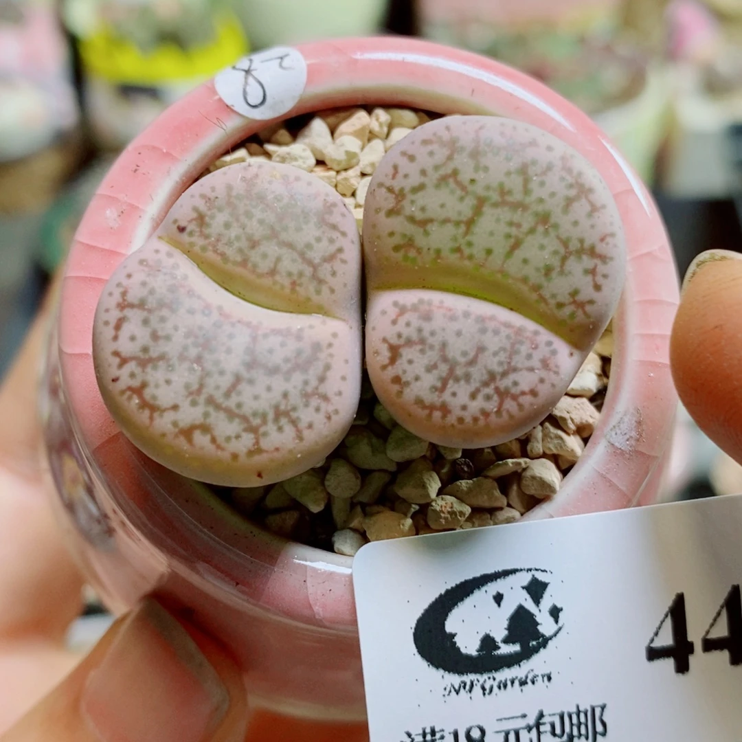 442 生石花花花花花花花