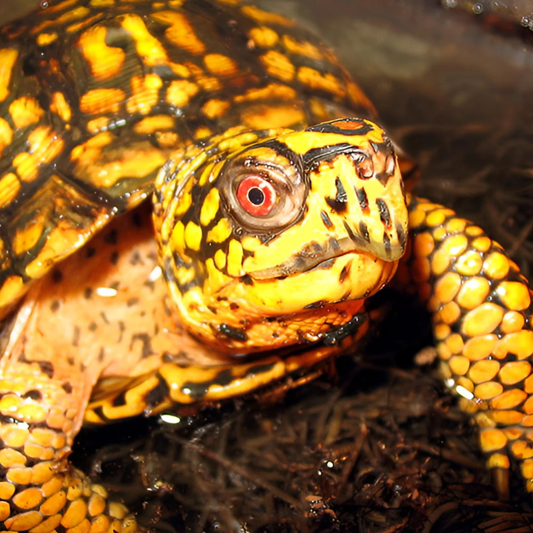 【箱龟全链接】观赏宠物人工繁育乌龟活体气质高贵招财