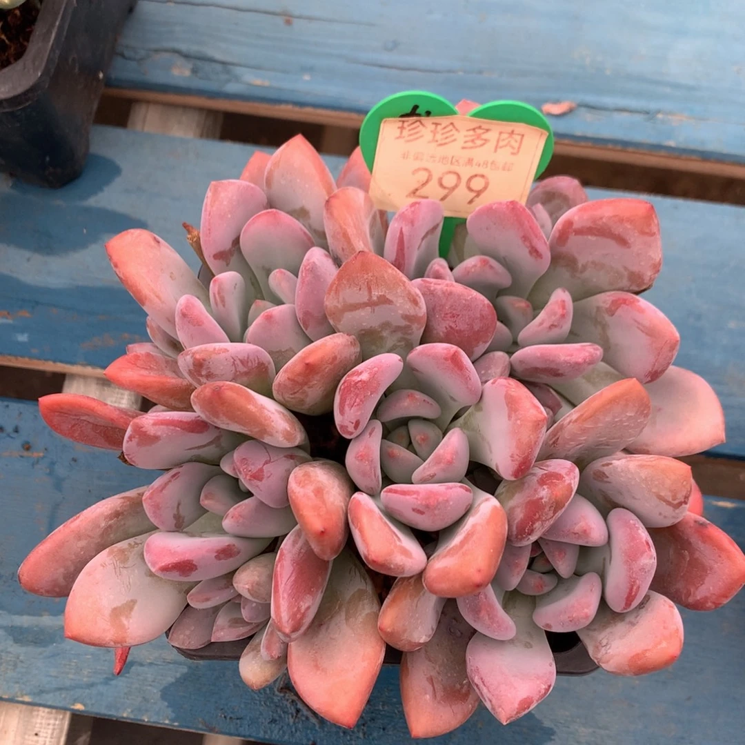 丸叶奥普无砍平头299