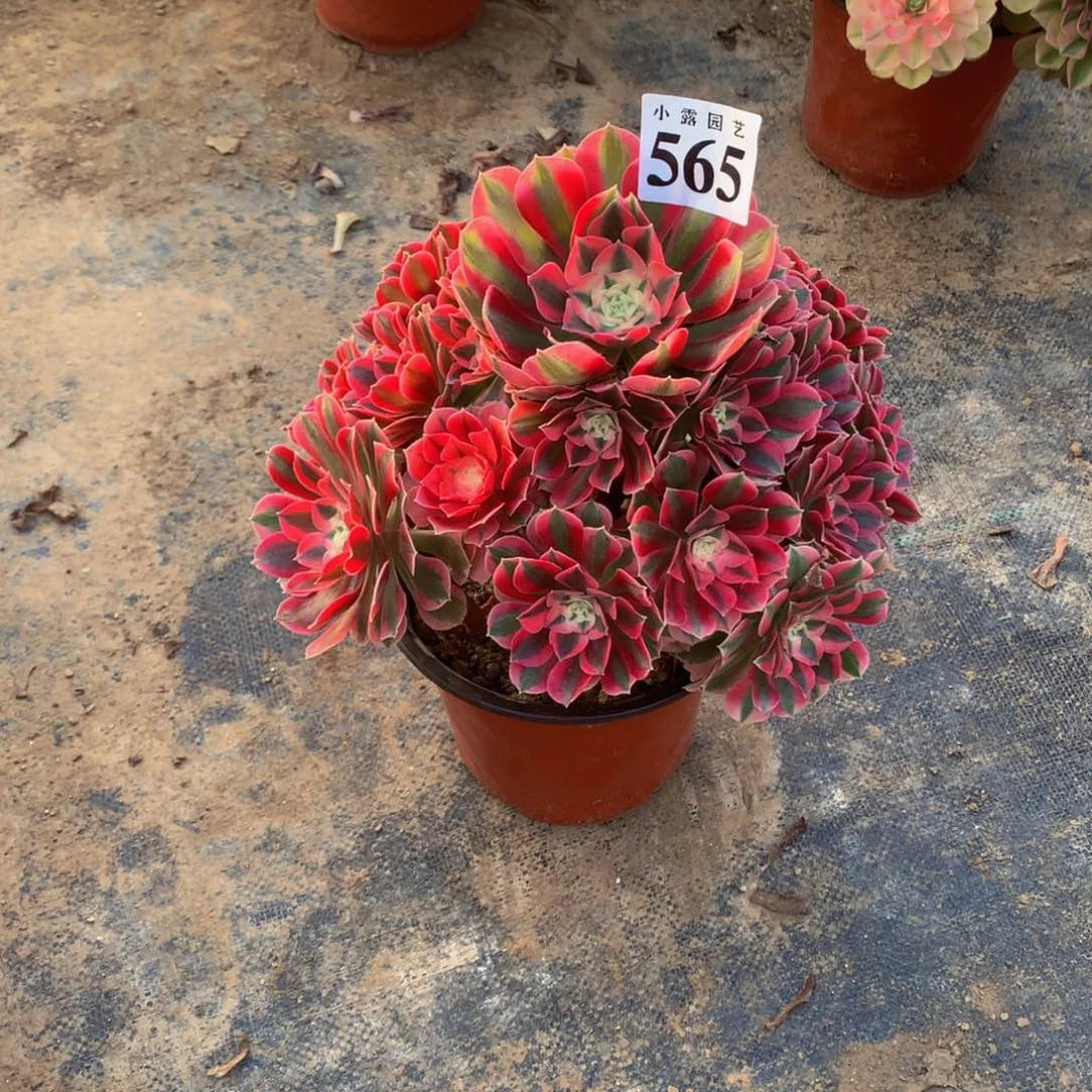 晨*满多肉植物565女巫8888888