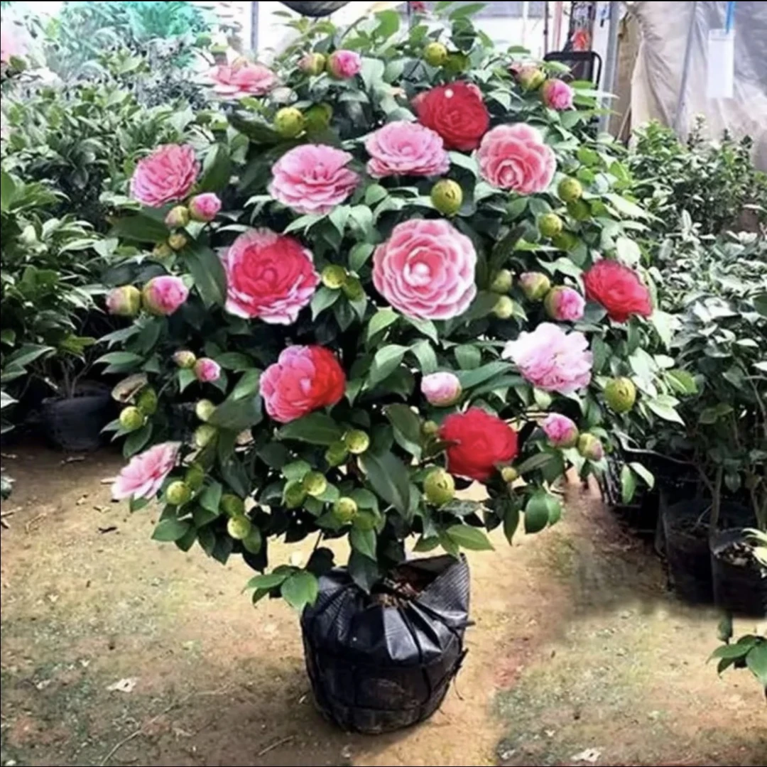 五色赤丹山茶花6年大苗栽好发货南方北方种植盆栽地栽四季开花