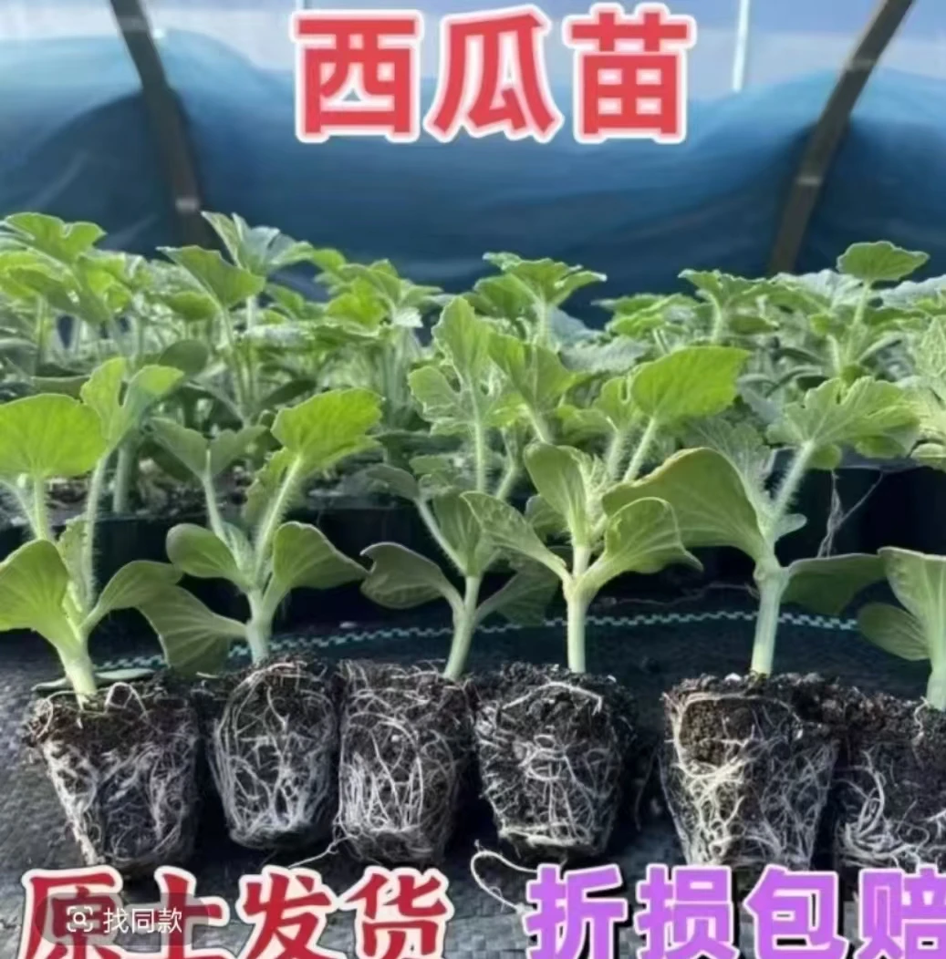 西瓜苗 美都 8424西瓜苗 基地直发
