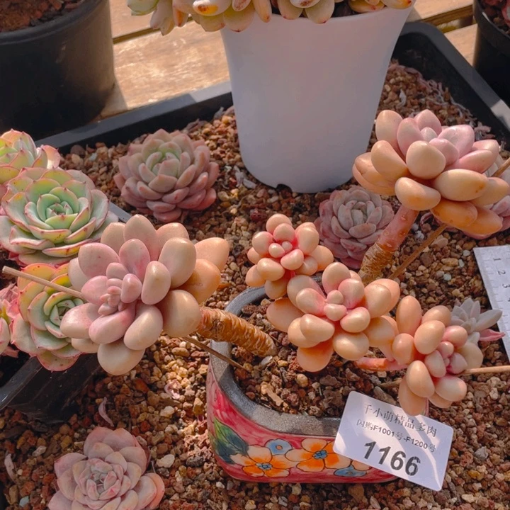 木*山谢谢你的支持00000001166